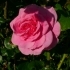 Rosa centifolia 'Dornröschenschloss Sababurg'